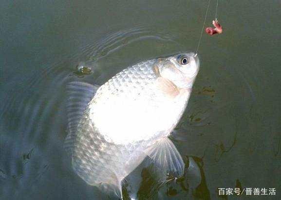 野釣傻傻分不清魚泡？鯽鯉草青魚泡各不相同，看懂的從此告別空軍