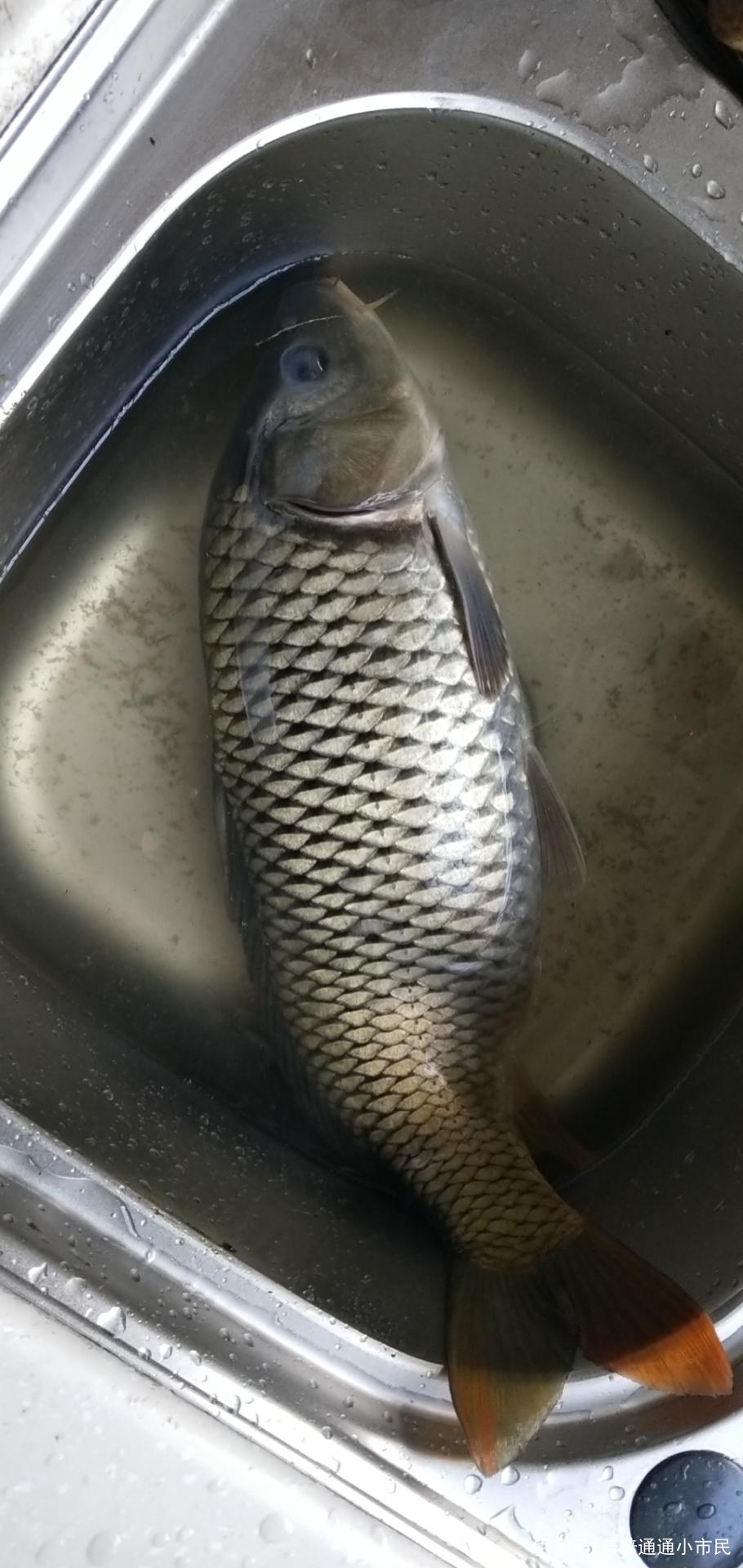 釣友都說養殖的鯽魚釣起來是沒有靈魂的，發一些臺州野釣的釣點