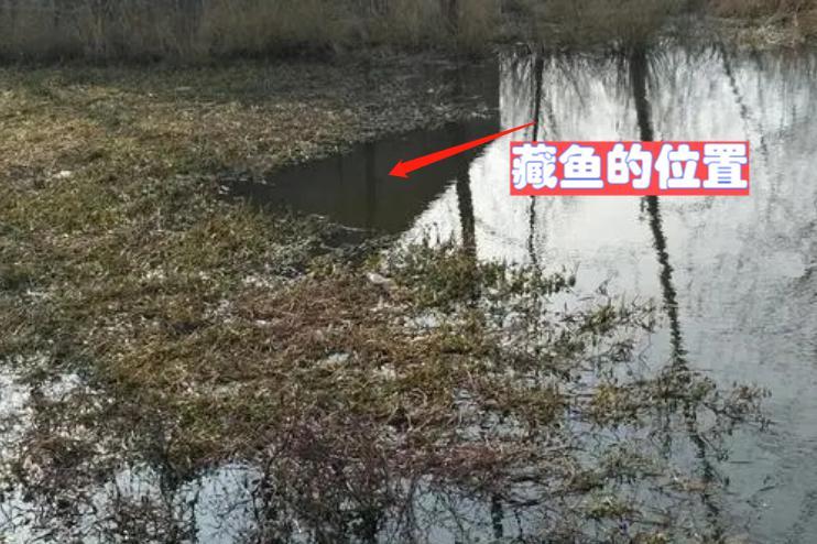 春季垂釣鯽魚，并不是難事！四個步驟輕松釣到大板鯽