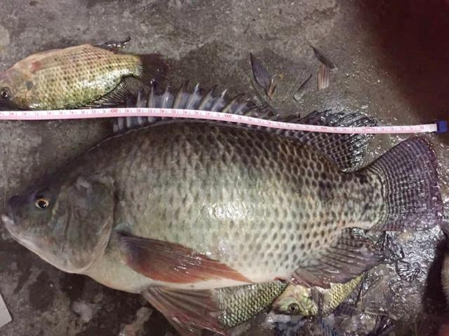 夏季如何釣羅非魚？這個方法很見效，大羅非紛紛上鉤！