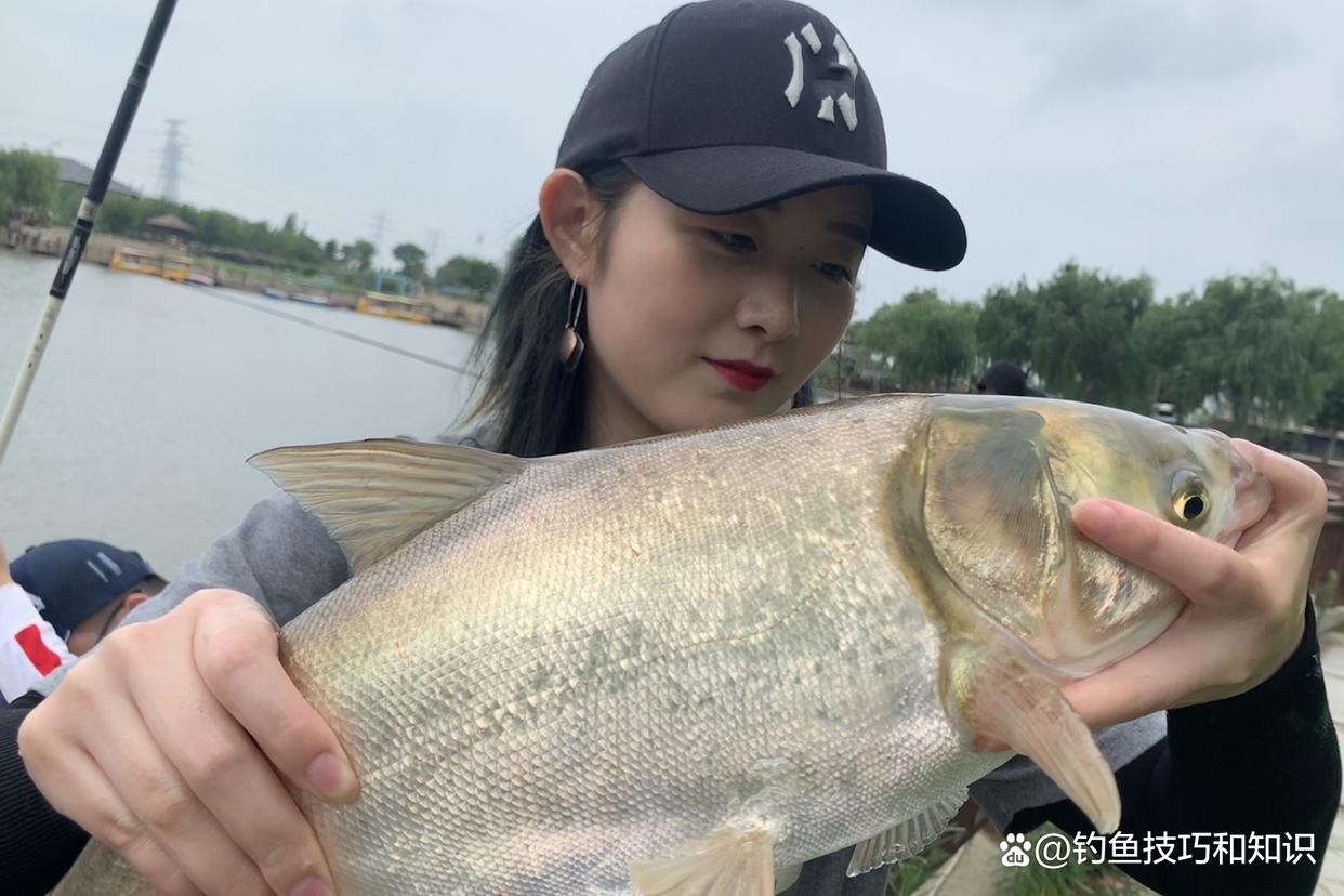 釣鰱鳙什么魚餌最好？考核鰱鳙魚餌的3個指標
