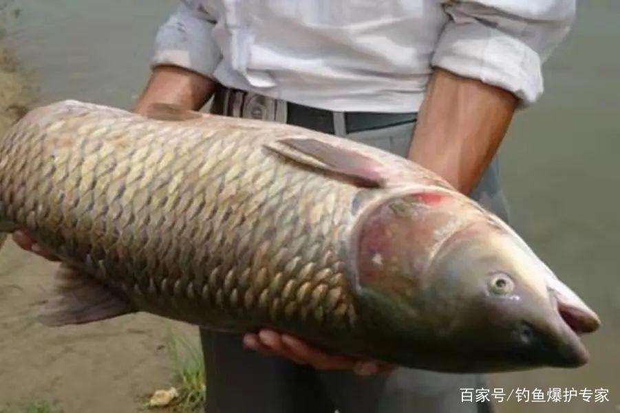 釣草魚怎么釣？釣草魚用什么魚餌最好？