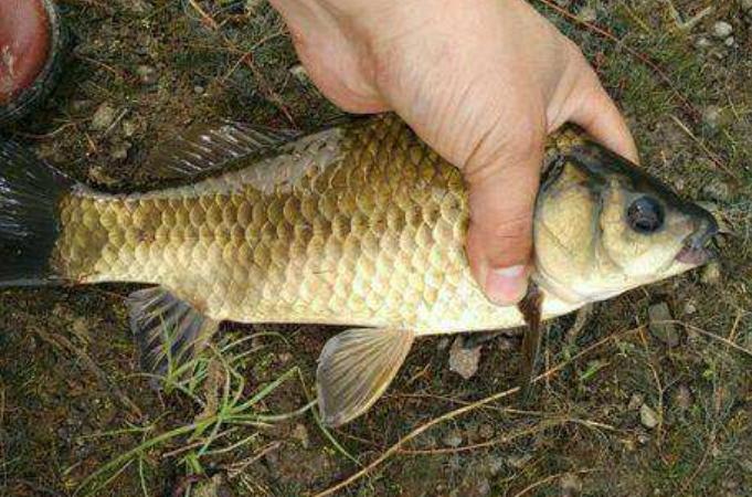 為啥釣鯽魚的人越來越多？謹記2種特色釣法，上魚又快又狠