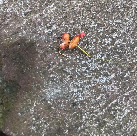 釣法在民間：釣魚只需一包秘制谷子，鯉魚、草魚搶著吃