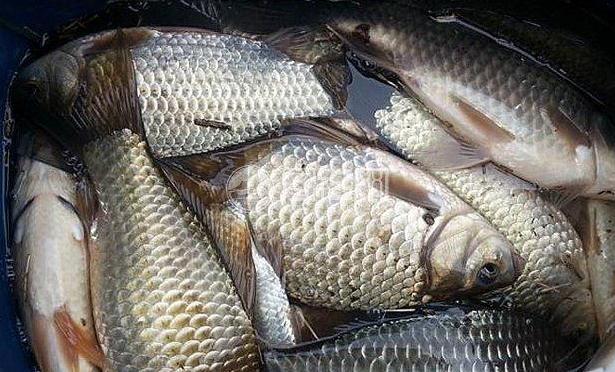 野釣經驗談之四 鯽魚最愛吃的餌料 別擔心你我都有