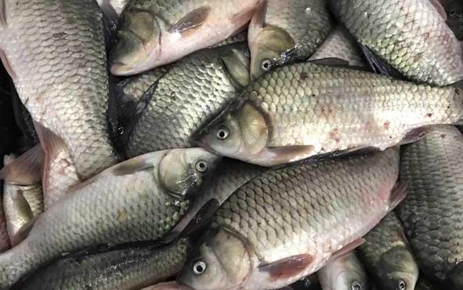 野釣用什么餌料好？
