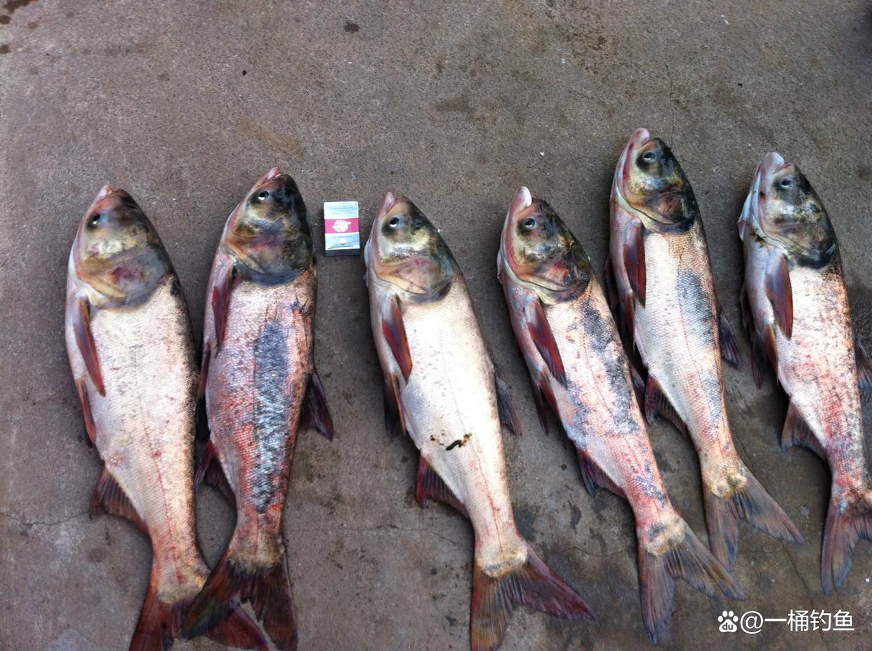 釣鰱鳙裝備推薦，依據自身實戰經驗