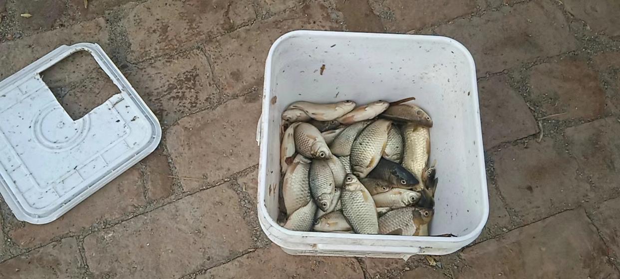 野釣鯽魚爆護的秘訣，你要的爆護秘密在這里