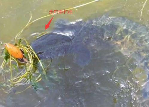 垂釣黑魚三種不同的垂釣方法 您正在使用哪種啊？