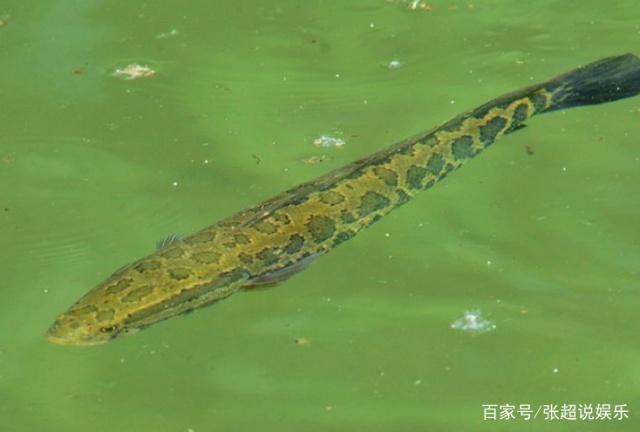 大家都說黑魚難釣，掌握這幾個小技巧，輕輕松松就滿載而歸
