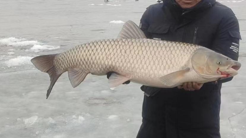 遼寧男子冰上野釣，斬獲37斤大草魚，卻遭到釣魚人狂噴