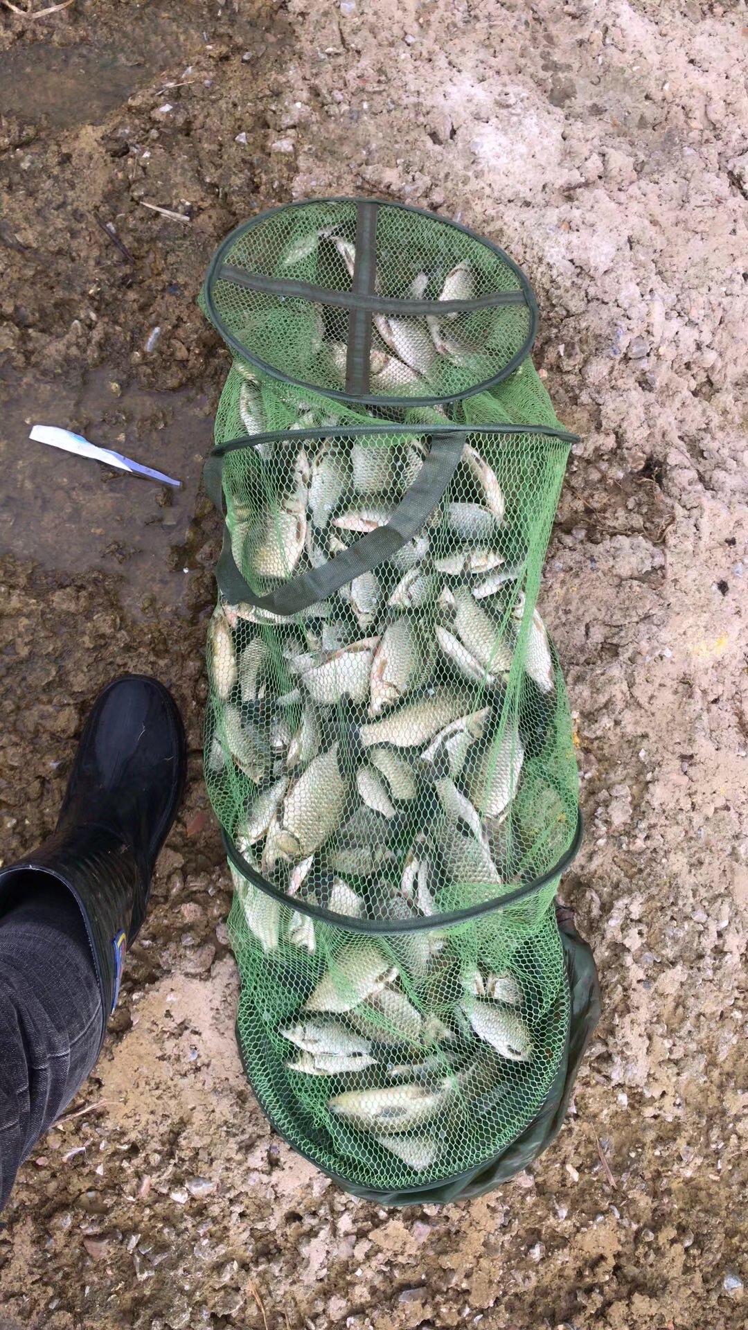 春季如何釣鯽魚