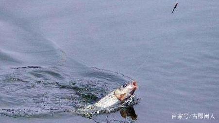 萬能的釣魚餌料，您家就有，要想爆護，必備之物
