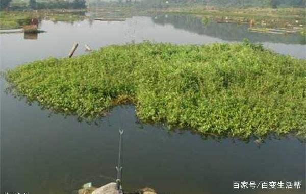 兇猛的黑魚要怎么釣？掌握這4個技巧，讓你連竿到手軟，輕松爆護