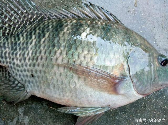 怎樣野釣大羅非魚？撐握垂釣技巧與釣位選擇技巧，漁獲肯定不會少