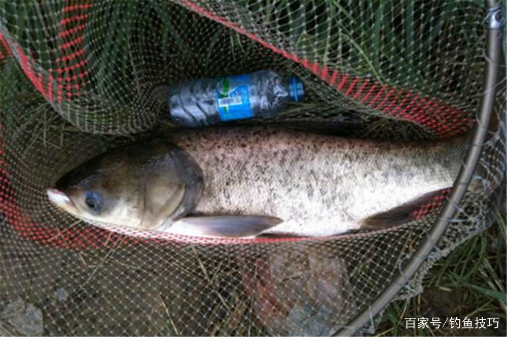 秋季鰱鳙最肥美，掌握了這些原理，鰱鳙是好釣的魚，而且沒有之一