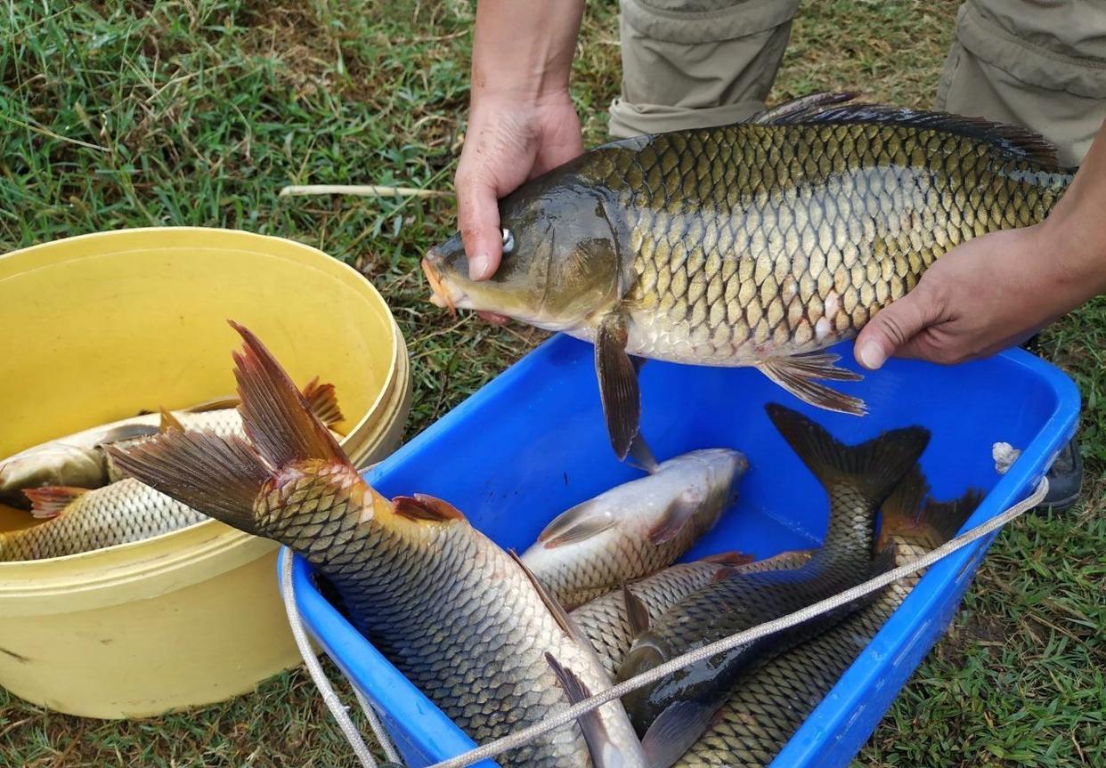 野釣鯉魚有絕招，這些技巧值得關注，釣鯉魚不再愁