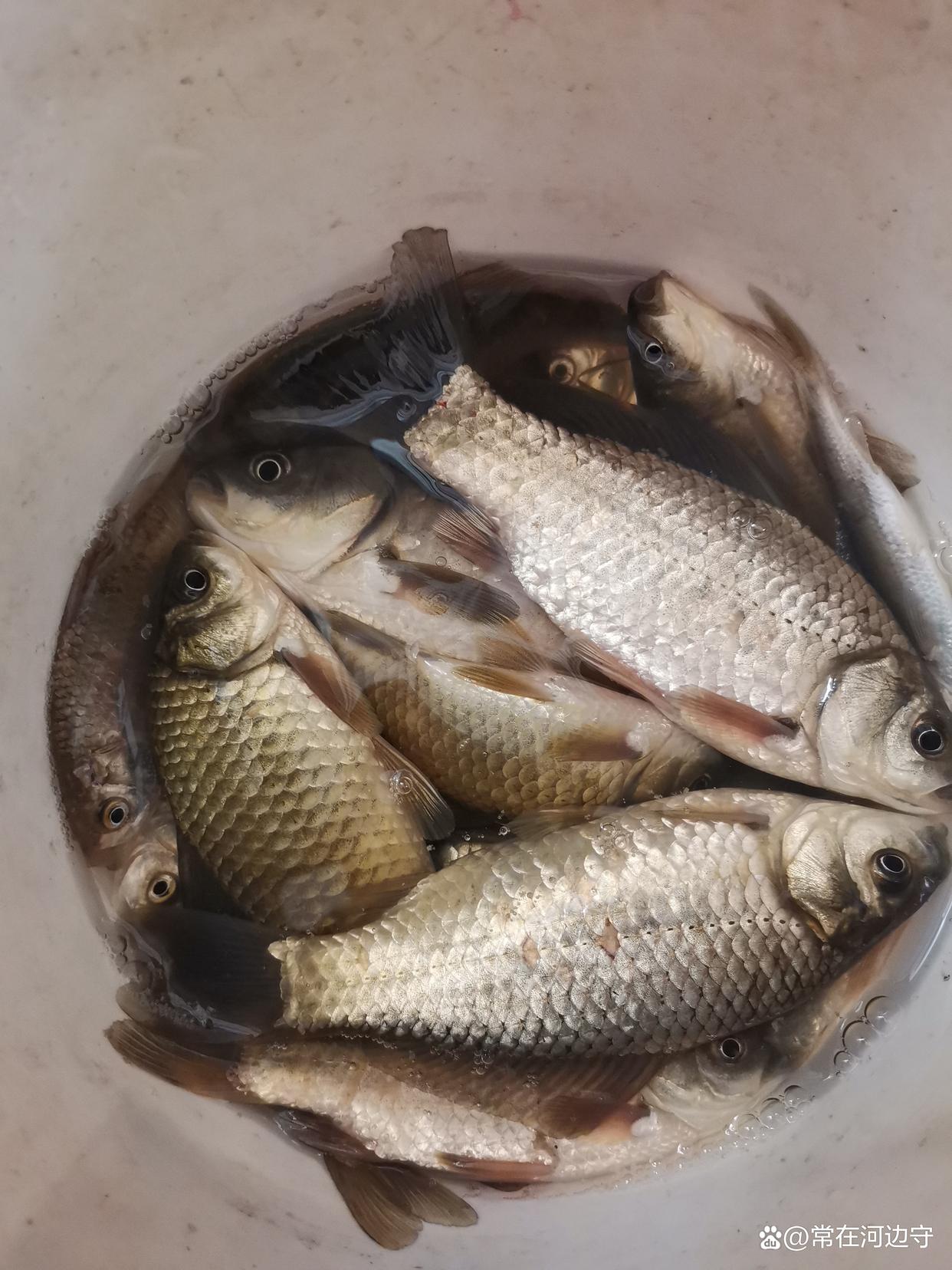 春釣鯽魚找到這個地方就找到了魚群想空軍都難