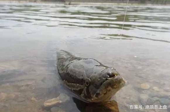 夏季釣黑魚有技巧，看完這幾點，你就知道黑魚怎么釣了