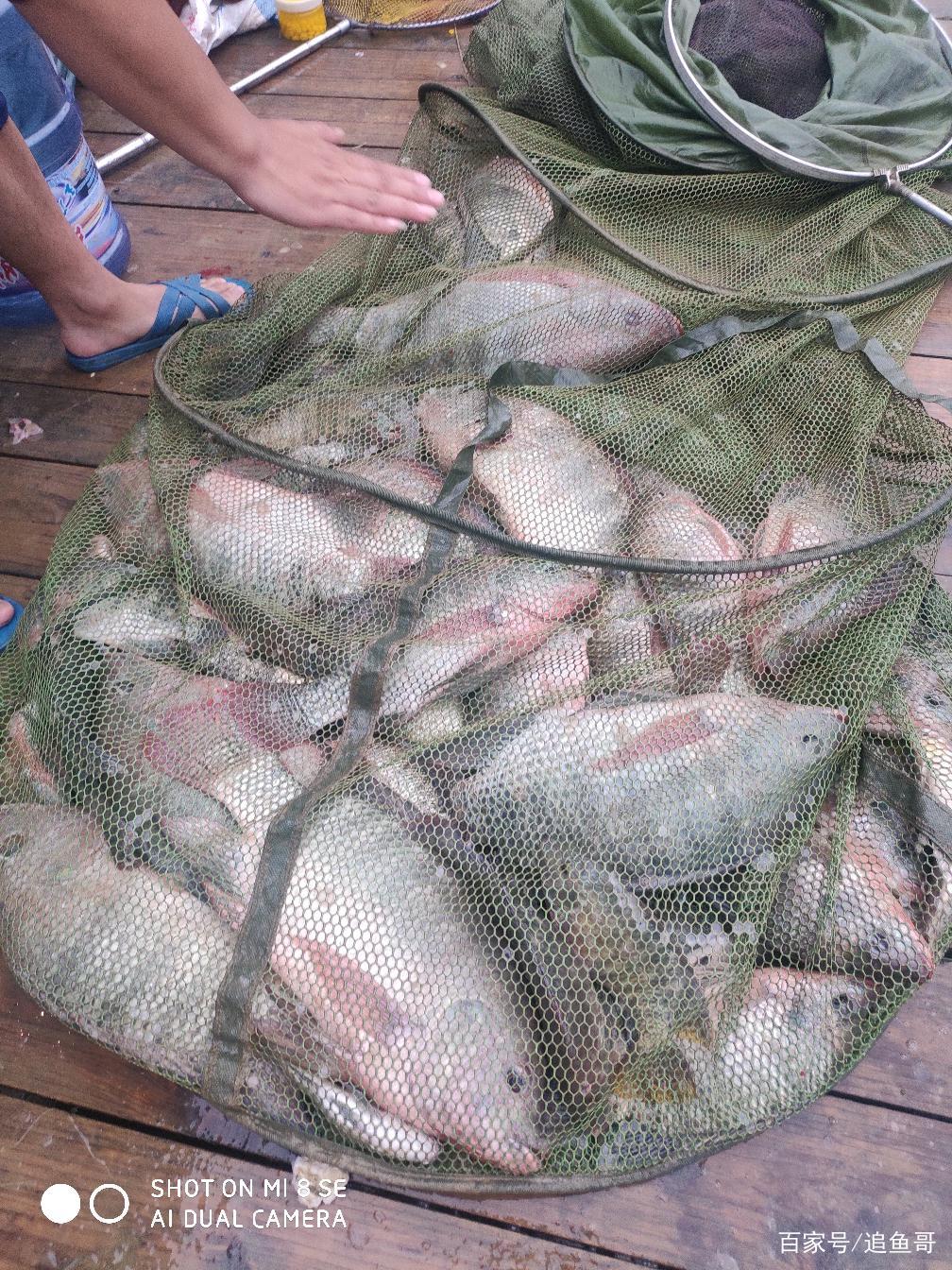 釣友們釣過最大羅非是多大？最多一天釣多少？