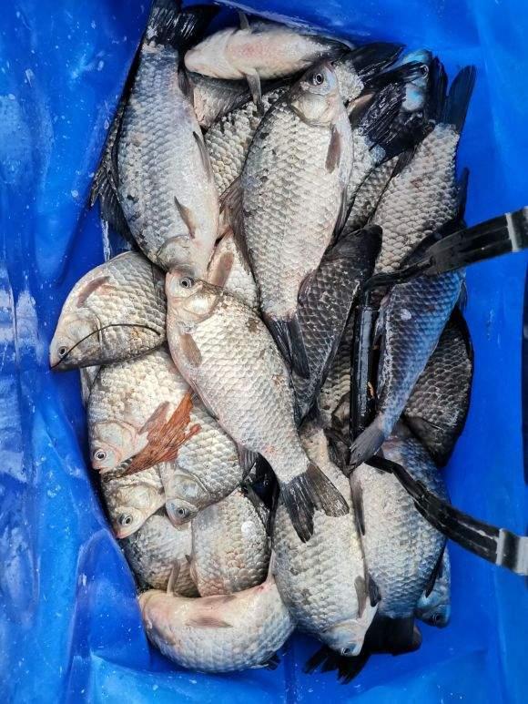 降溫后野釣釣點選擇，大的小的都躲在這種地方