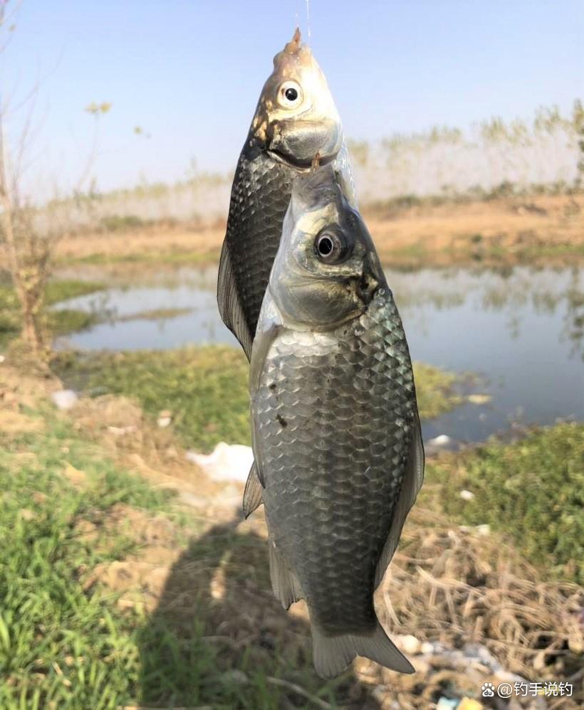 釣鯽魚什么水情魚情適合釣靈或釣鈍？在這些場景野釣，更適合釣鈍