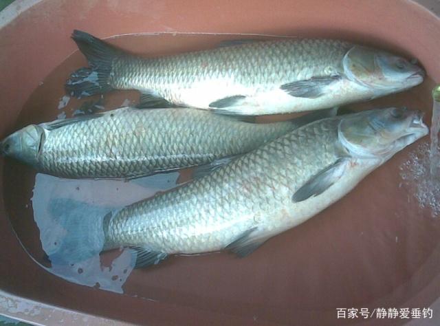 夏天垂釣青魚、草魚的小技巧，你可能需要了解一下，能助你爆護