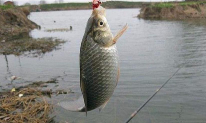 春季垂釣鯽魚，不要老怪“資源差”，用對方法才是爆護的正確方式