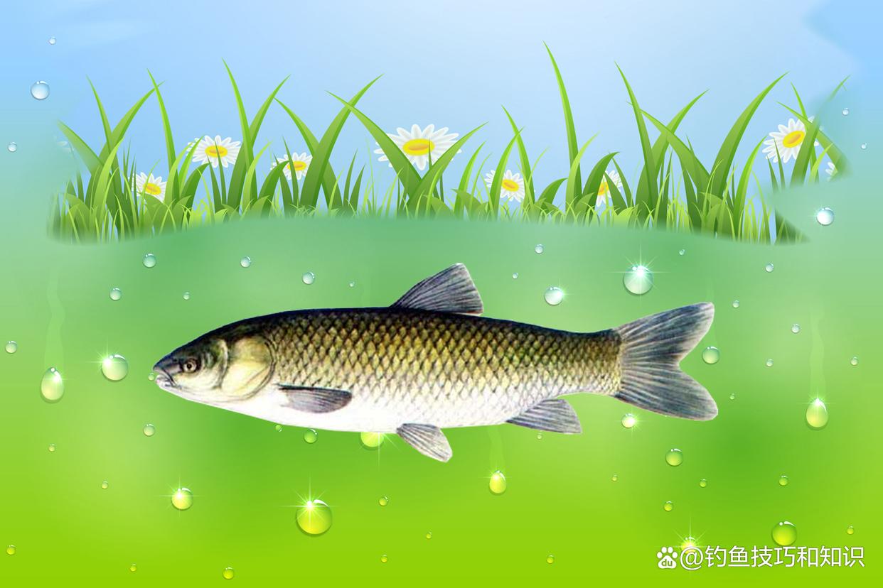 春天釣草魚用什么魚餌？春天釣草魚的四個用餌方法
