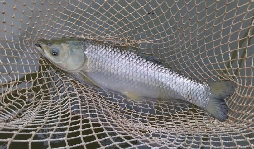 五月草魚開口，野釣想有收獲，先找準釣位