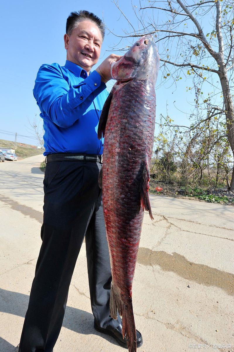 釣魚的都喜歡的一種魚“大黑妹”可長至百斤，沒有釣魚人不喜歡它