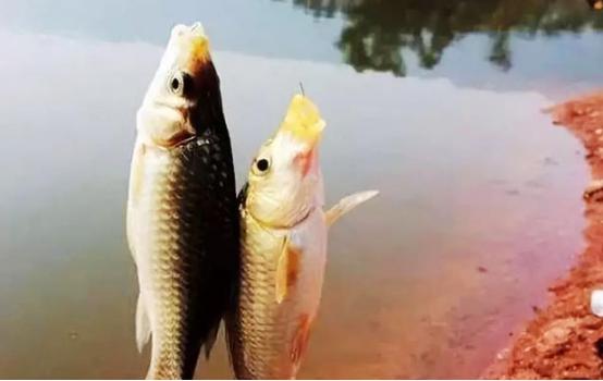 草魚靠勤鯉靠守，通過3個方面，了解這2種魚釣法的區別