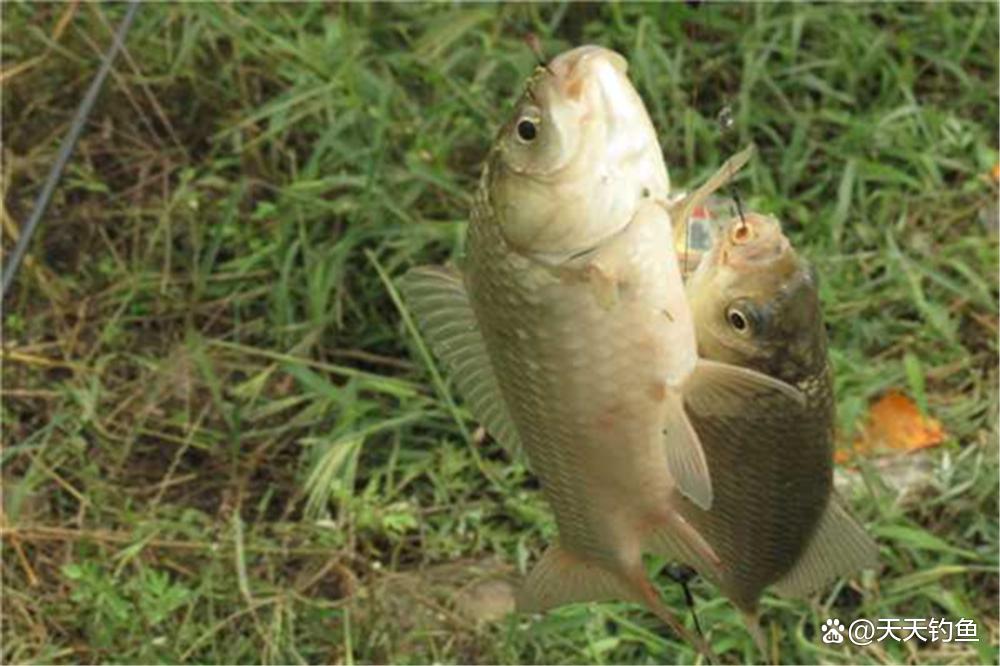 晚春釣鯽魚，應該用這種方法了，適合小魚群里釣大鯽
