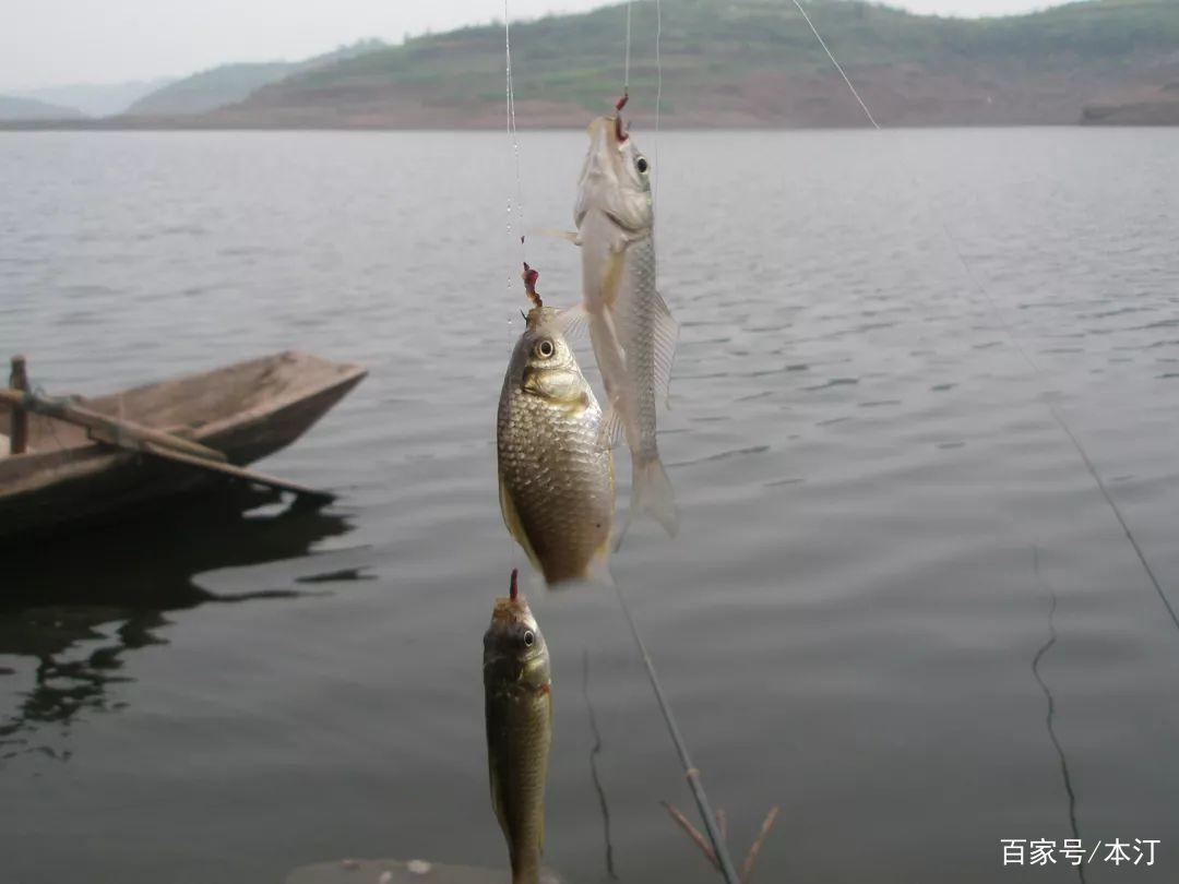 夏季野釣鯽魚，四大技巧助你爆護！