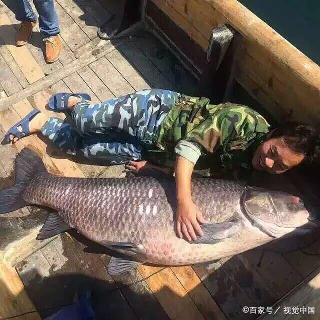 如果釣到了30斤以上的野生大青魚，不要錯過了青魚里面的這個寶貝