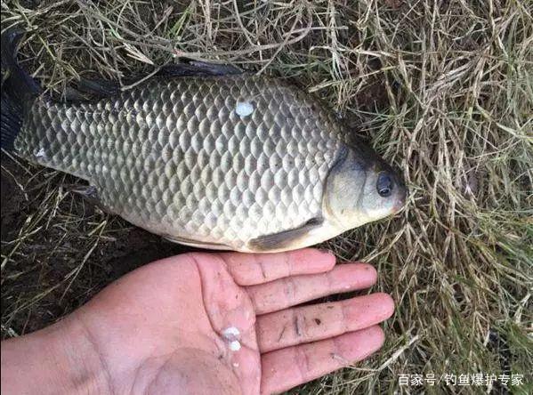 釣鯽魚鯉魚，用什么餌料搭配最好？（推薦）