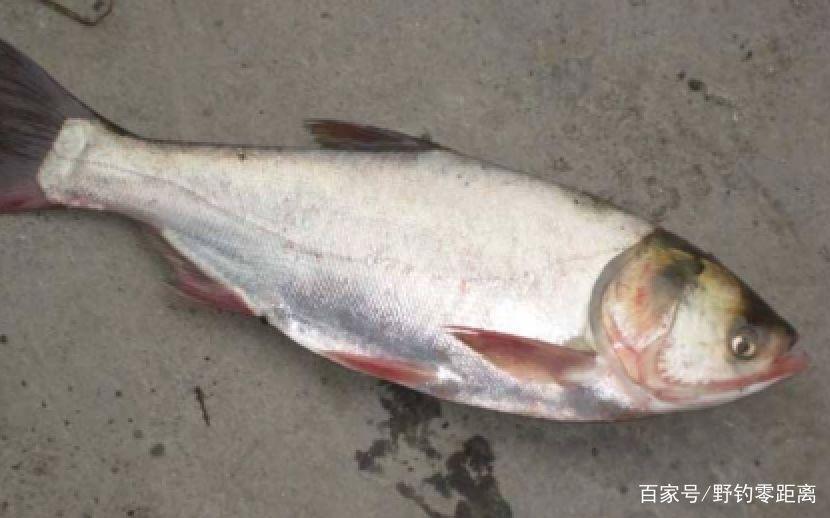 關于鰱鳙不得不說的故事，作為釣魚人必須要先了解鰱鳙的習性