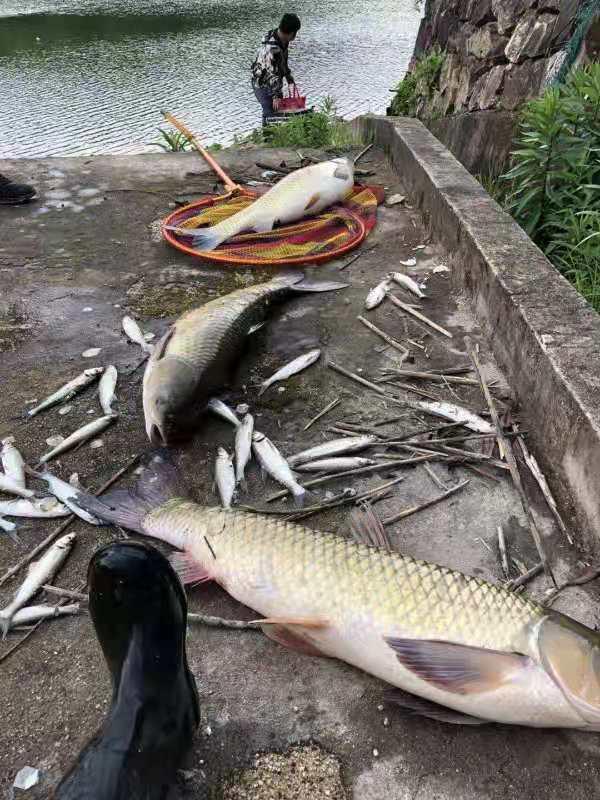 又到了仲春釣草魚的季節，老釣魚這些釣草魚的技巧會讓你大展身手