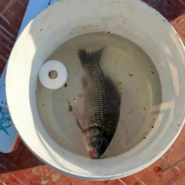初春就釣這幾類魚，釣法簡單，還能暢快體驗狂拔