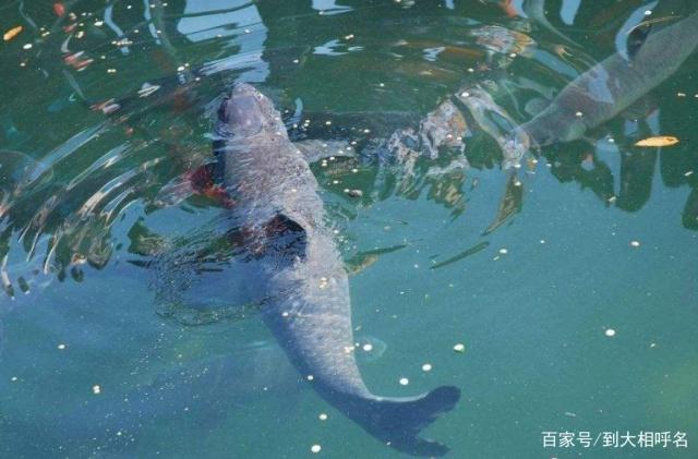 夏季水庫釣青魚，怎么選擇位置和餌料？看完這些你就明白了