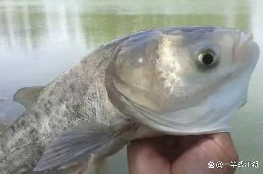 手竿釣鰱鳙如何找水層？