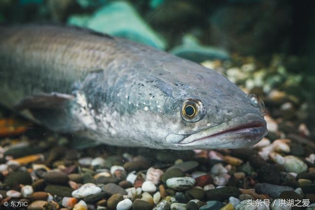 軟蟲釣法讓你輕松釣黑魚