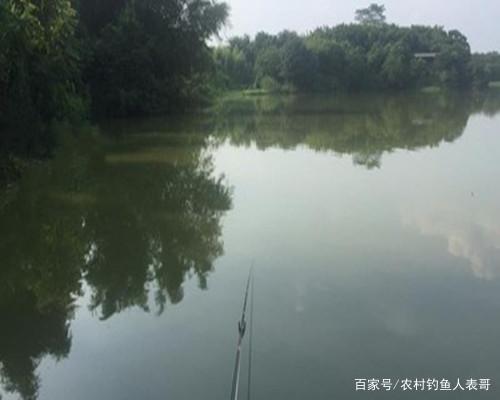 南方水域羅非魚多成群，做好這四點，新手野釣羅非也能收獲好！