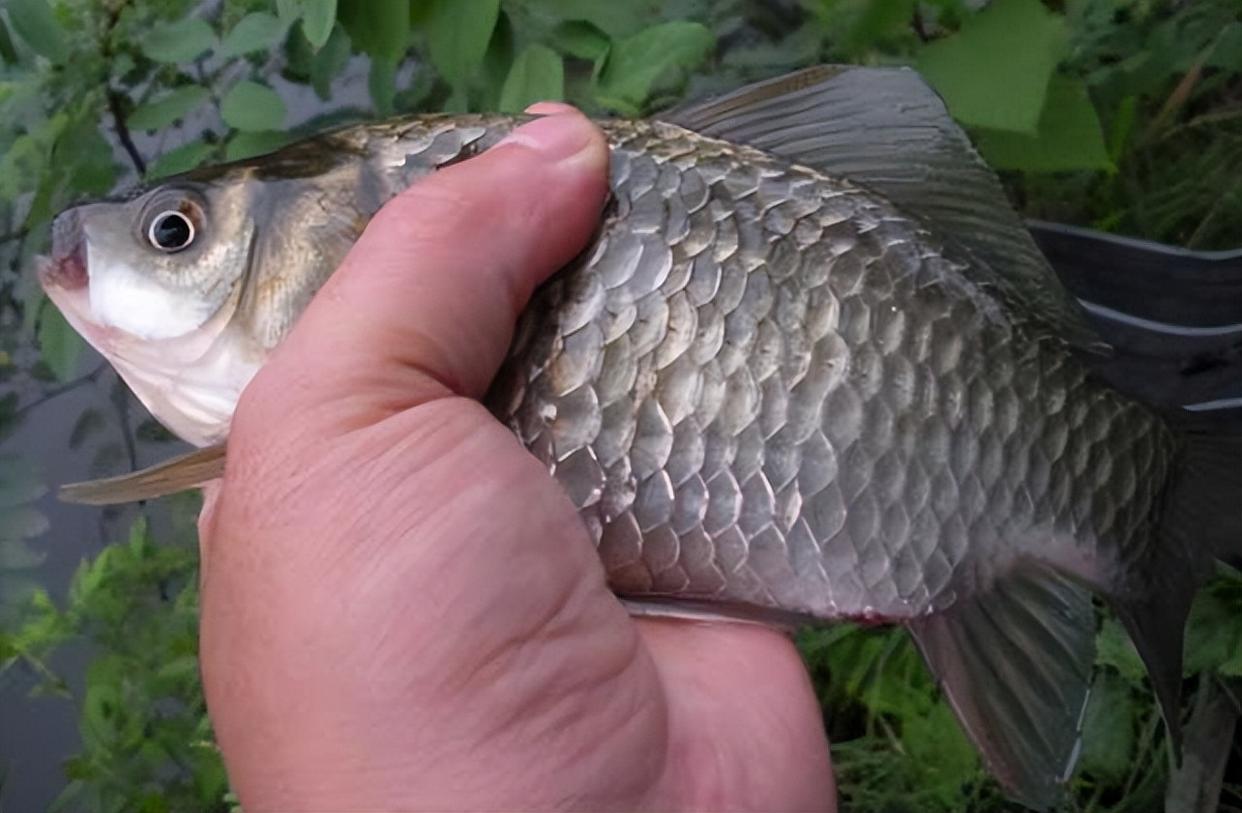 釣魚，子線長度該用多長合適？老手分享常釣魚類的應用方法