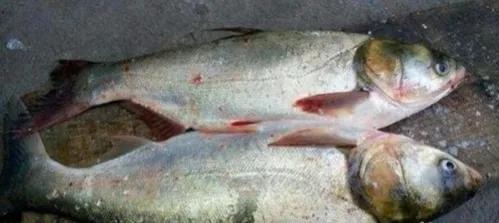 釣草魚和釣鰱鳙有兩個區別，明白了，就更容易釣到目標魚了