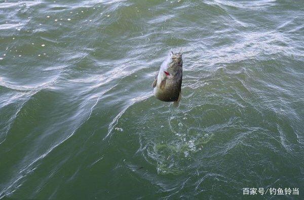怎樣垂釣海鱸？詳述釣法與用餌的攻略，讓你以后釣魚可以輕松出行