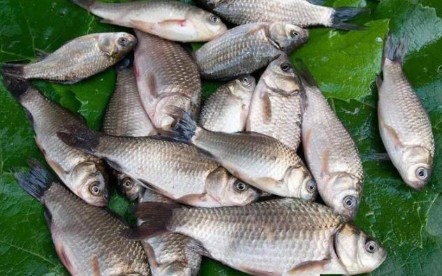 野釣鯽魚分這“四步走”，漁獲一般少不了，8成釣友都不知道