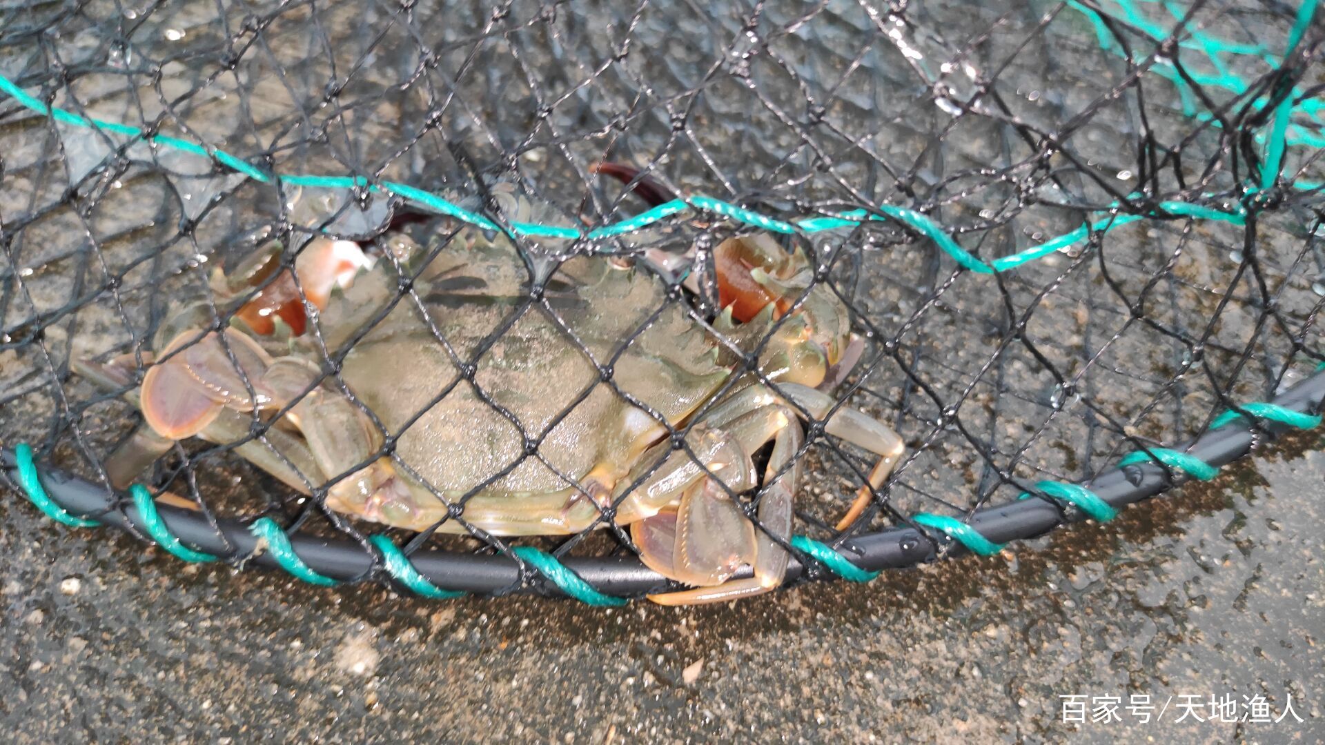 初冬季節洛陽伊河釣魚，退水蘆葦蕩回水灣，正是釣鯽魚的好地方