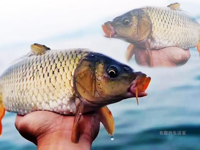 釣大鯉魚得了解它4個經典習性，終極絕殺技巧沒有釣不到的魚
