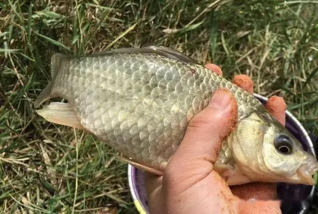 野釣鯽魚打窩技巧和方法